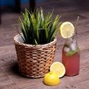 100% organic premium herbal straws | friendly natural disposable drinking straws | A sustainable alternative to plastic - 100 count pack